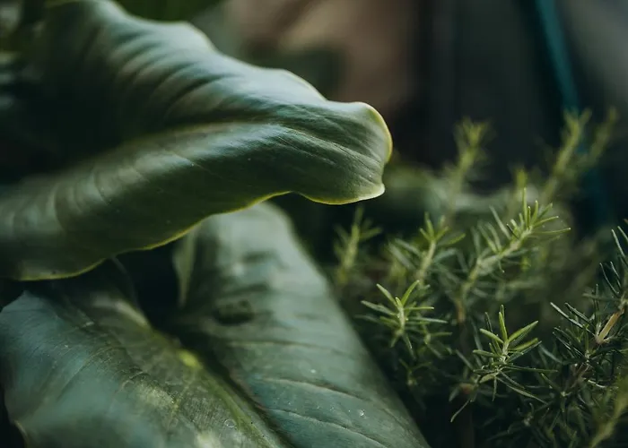 Anatota Hvar 4* Hvar Town